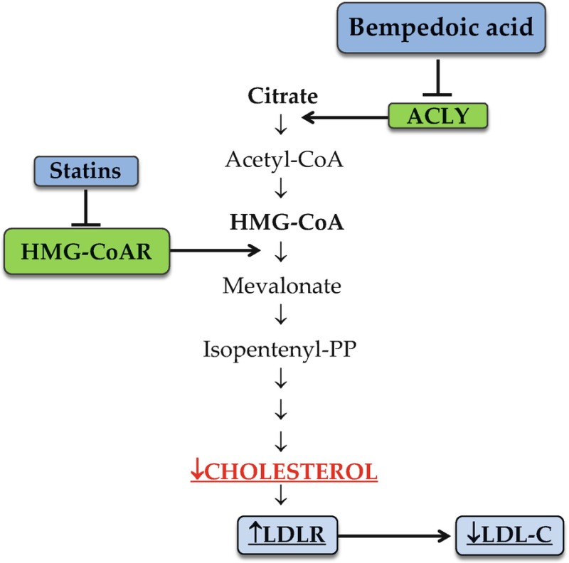 Fig. 4. Mechanism of action of bempedoic acid.