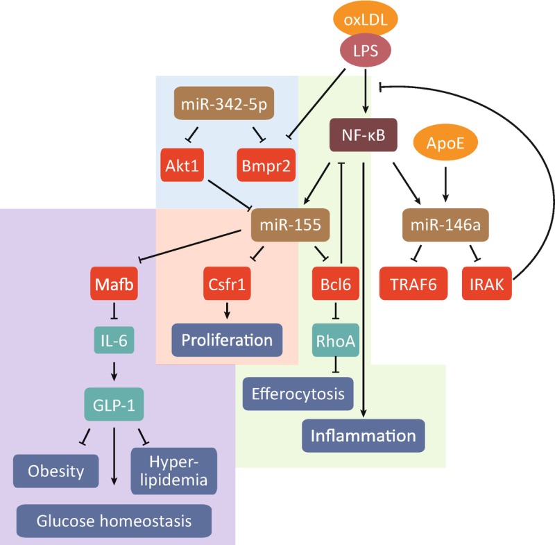Fig 4 The Complex Roles Of The Prevention And Treatment Of Atherosclerosis Ncbi 