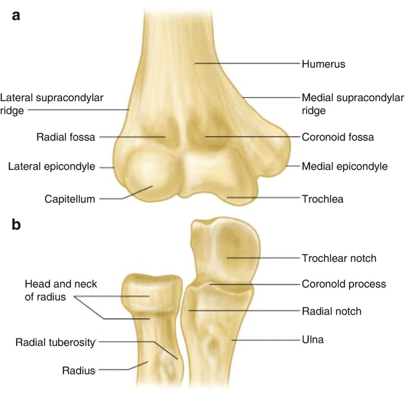 Fig 27 Elbow Joint Anatomy Bones Skills In Rheumatology Ncbi Bookshelf 6400