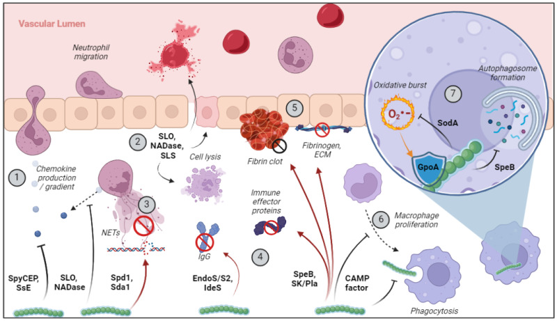 Streptococcus Pyogenes Virulence Factors