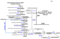 Figure 1: . The Embden-Meyerhof-Parnas (EMP) pathway and its association with the incomplete Entner-Doudoroff (ED) and tricarboxylic acid (TCA) pathways present in Streptococcus pyogenes.