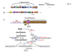 Figure 4: . Organization of lac.