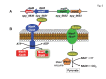 Figure 5: . The malic enzyme (ME) pathway in S.