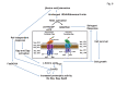 Figure 6: . RelA-dependent and -independent amino acid starvation response networks of S.