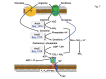 Figure 7: . Schematic diagram showing the arginine and citrulline catabolic pathway in S.