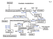 Figure 8: . Acetate metabolism pathways for partially oxidized metabolites.