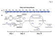 Figure 9: . Fatty acid biosynthesis pathway in S.