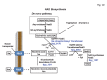 Figure 10: . A schematic presentation of NAD biosynthesis in S.