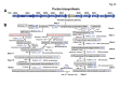 Figure 12: . Schematic representation of the purine biosynthesis pathway in S.