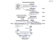 Figure 13: . A schematic diagram of the pyrimidine biosynthesis pathway in S.