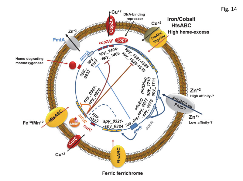 streptococcus pyogenes diagram