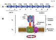 Figure 16: . A schematic diagram of the predicted V1-V0 (V)-ATPase transport system in S.