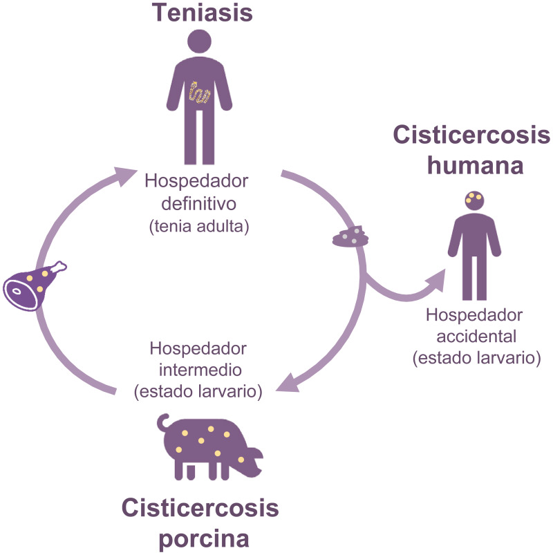 Figura 1 Ciclo De Vida De Taenia Solium Directrices Sobre La