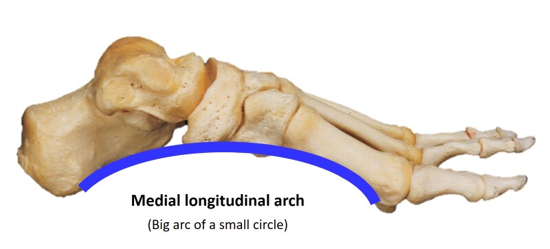 medial longitudinal arch