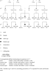 Figure 30. A’uwẽ referential kinship terminology.