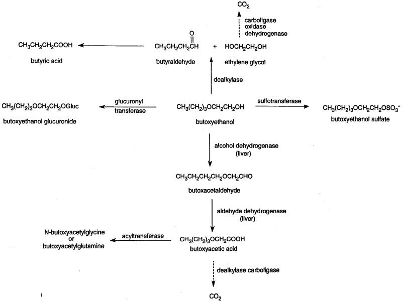 Figure 2-6, Scheme for Metabolism of 2-Butoxyethanol - Toxicological ...