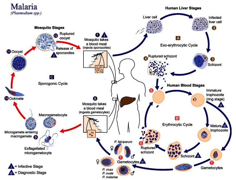 Figure 1 The Malaria Parasite Life Cycle Coffee Break Ncbi Bookshelf