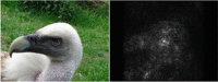 Fig. 7. Attribution map of an image found with gradients back-propagation.