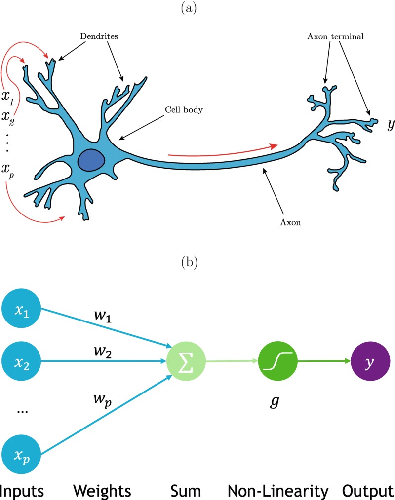 Fig 2 [ A Biological Neuron The Synapses ] Machine Learning