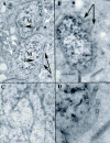 Figure 13. TEM images of the conjugation junction during pronuclear exchange (reprinted with permission of the publishers from Orias).