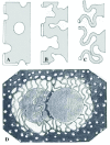 Figure 16. This illustration provides a model for the membrane remodeling that accompanies formation of the conjugation junction (artwork courtesy of Eduardo Orias).