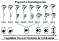 Figure 2. This figure depicts stages in oral development (stomatogenesis) and corresponding stages in nuclear division and cytokinesis (after Lansing et al).