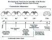 Figure 4. This figure depicts the later events associated with pair formation.