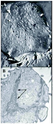 Figure 8. This figure depicts both (A) a freeze fracture image of the conjugation junction and (B) a transmission EM image of a microtome section that grazes the conjugation junction.