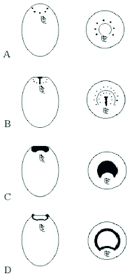 Figure 9. This figure, (modified from Wolfe and Feng, 1988), depicts the pattern of appearance of concanavalin A receptors at the anterior tip of a costimulated cell.