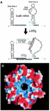 Figure 3. Hfq promotes RNA-RNA interactions.