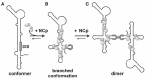 Figure 4. Nucleocapsid protein (NCp) induced rearrangement of the HIV-1 leader RNA structure.