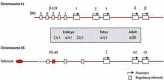 Figure 1. Schematic representation of the chromosomal location of the α- and β-globin clusters on 16p and 11p respectively.