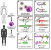 Figure 2. Therapeutic approaches involving genetic modification of HSCs in patients with haemoglobinopathies. a) LV addition of a therapeutic β- or γ-globin gene into HSCs b) Mutation correction by a nuclease-template genome editing method, c) Targeted integration of the therapeutic gene into a “safe harbour locus” (AAVS1), by a site-specific nuclease and a DNA template, d) Forced chromatin looping reactivating the endogenous HbF through Ldb1-specific binding on the γ-globin locus, e) BCL11A enhancer inactivation increasing HbF by either nuclease- or shRNA-mediated knockdown, f) Introduction of deletional or non-deletional HPFH mutations by genome editing. Adapted from (Psatha, Papayanni and Yannaki, 2018), HPFH, hereditary persistence of fetal haemoglobin; HSCs, haematopoietic stem cells; LV, lentivirus.