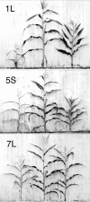 Figure 5. Aneuploid syndromes for different chromosome arms of maize.