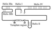 Figure 1. A two dimensional scheme of the Tetrahymena telomerase RNA subunit (TER).