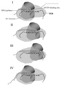 Figure 5. Updated model for extension of telomeric primers by the Tetrahymena telomerase.