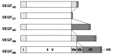 Figure 2. The human isoforms of VEGF-A.