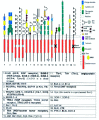 Figure 2. Modular structure of the receptor tyrosine kinases.