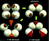 Figure 7. Symmetrical model of bivalent crosslinking insulin binding mechanism.