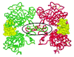 Figure 8. Crystal structure of the complex of human epidermal growth factor and receptor extracellular domains.