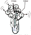 Figure 17. What the PTH-PTHR1 complex might look like from above after the attachment of the PTH to the receptor.