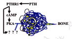 Figure 19. The dense tangle of transmitters, transcription factors, transcripts and translations of the information encoded by the scores of genes activated by signals from PTH-activated PTHR1 receptors.