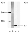 Figure 3. Western blot of a purified cGMP-gated channel labeled with biotinylated purified exchanger.