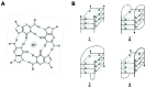 Figure 3. G4 nucleic acids.