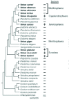 Figure 11. Phylogenetic relationships among 33 taxa of volvocine algae.