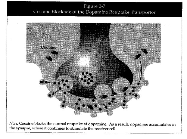 Chapter 2—how Stimulants Affect The Brain And Behavior Treatment For Stimulant Use Disorders 0709