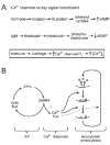 Figure 2. Ca2+ channels can be modeled as key signal transducers, analogous to G protein-coupled receptors and other famous membrane-associated signaling systems.