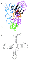 Figure 1. A) Overall structure of GlnRS bound to tRNA2Gln and QSI.