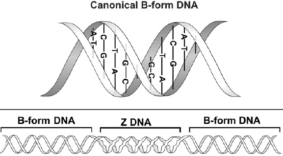 https://www.ncbi.nlm.nih.gov/books/NBK6545/bin/ch260f1.jpg