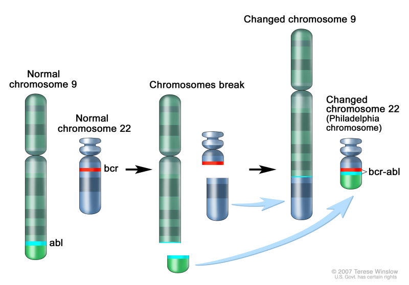 chromosome 22